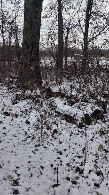 Dashing Deer Woods - Image 2