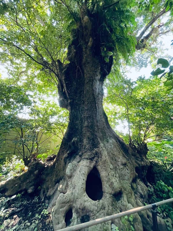 Shuri Kinjo Big Akagi Tree - Image 1