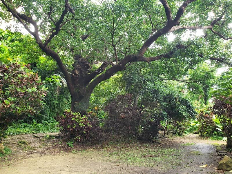 Shuri Kinjo Big Akagi Tree - Image 2