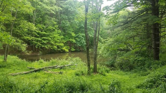 Lillian Kellman Nature Reserve - Image 2