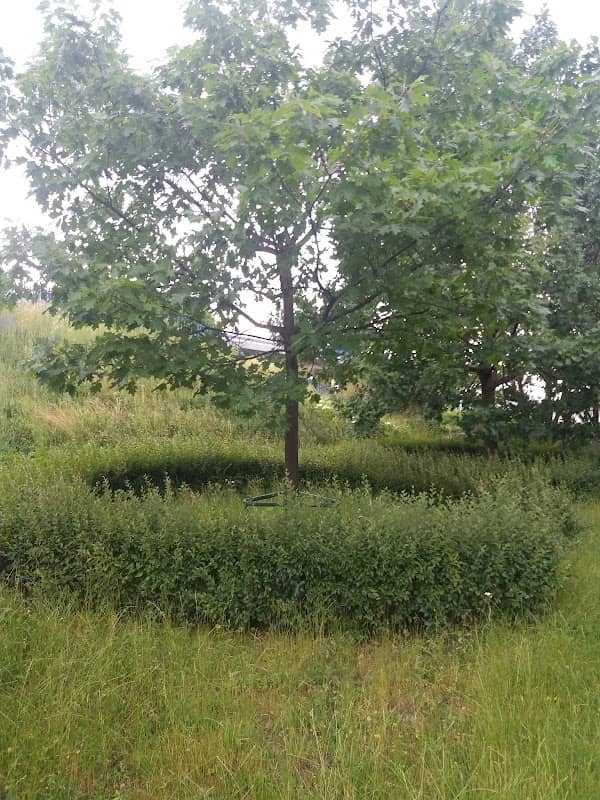 Dęby Pamięci w Piastowie - Image 2