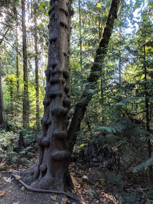 Lily Meadows - Image 1