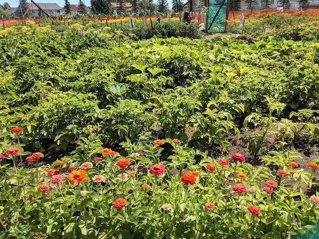 Rainbow Gardens - Image 1