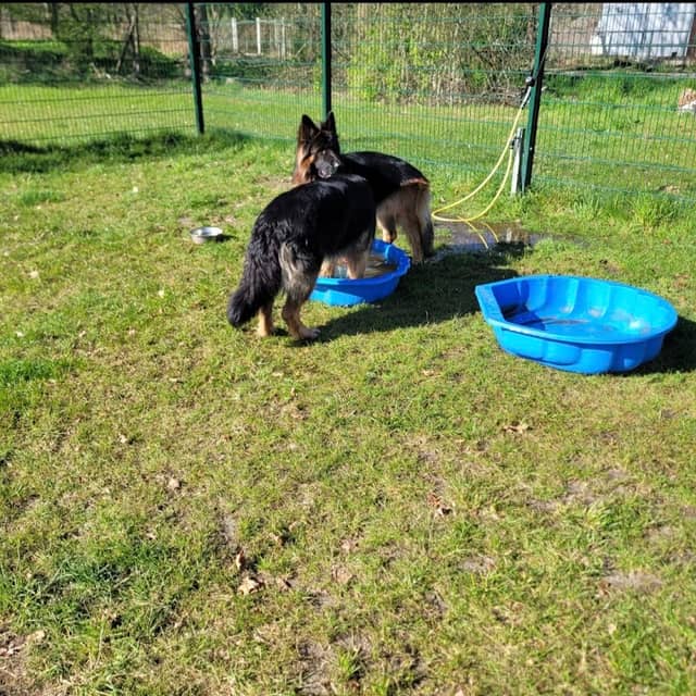 Hundefreilauffläche (eingezäunt) - Image 1
