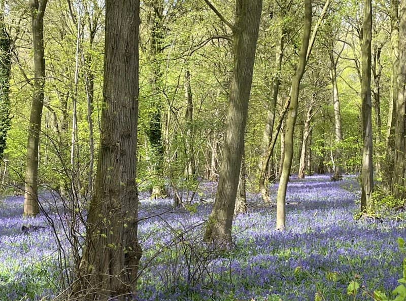 Hockering Wood - Image 2