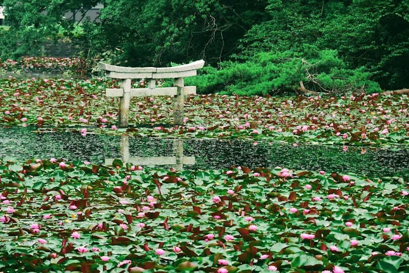 弁天池の沈み鳥居 - Image 1