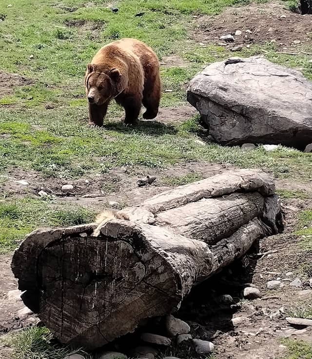 Montana Grizzly Encounter - Image 2