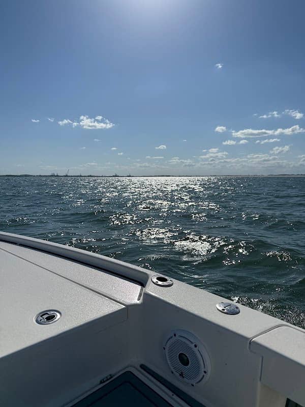Dolphin Tours Jacksonville - Image 3