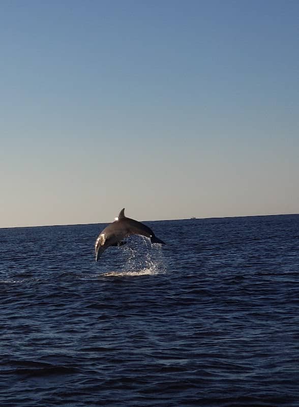 Dolphin Tours Jacksonville - Image 1
