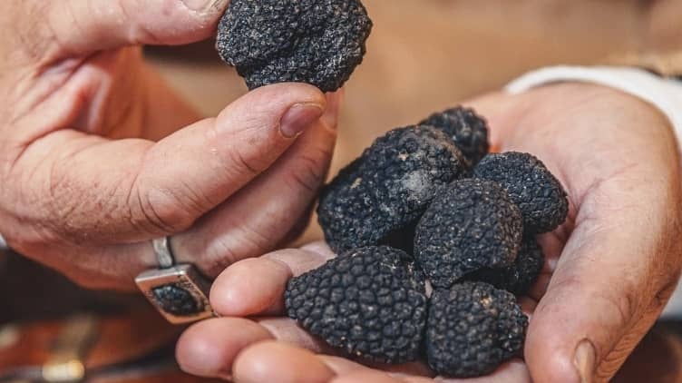 Giulio the truffle hunter - Image 1