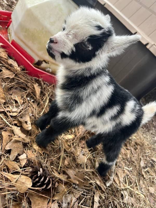 Wild South Exotics - Image 1