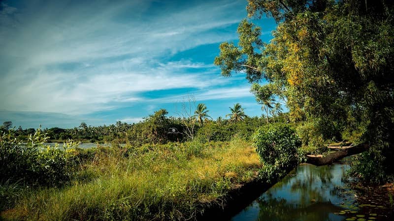 Punnol Mangroves and Field - Image 2