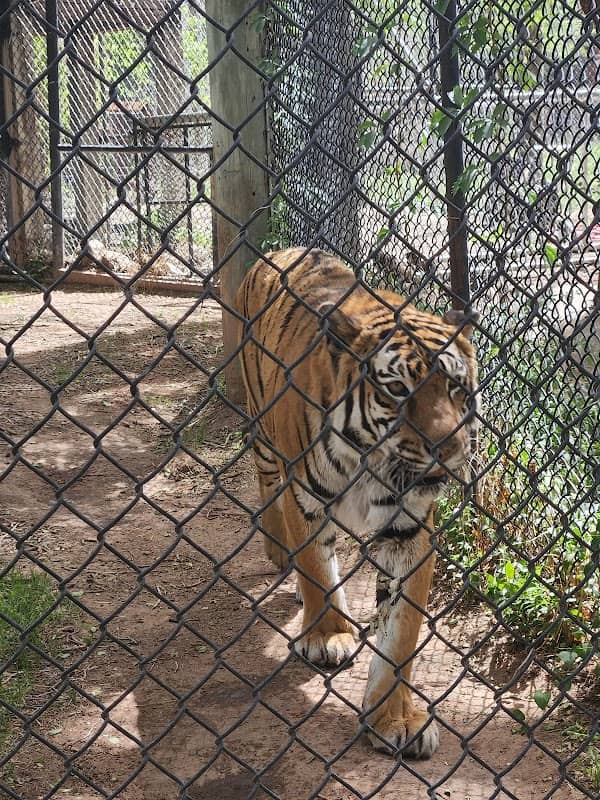 Amarillo Zoo - Image 2