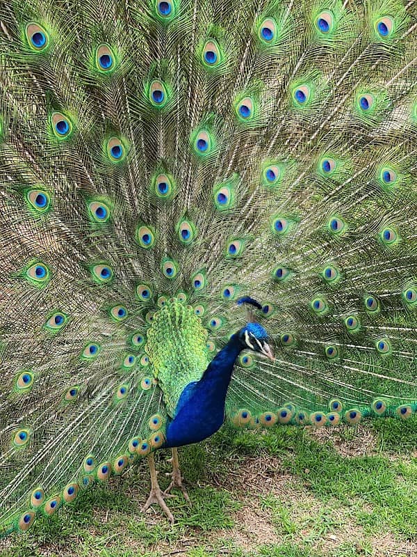 Amarillo Zoo - Image 1