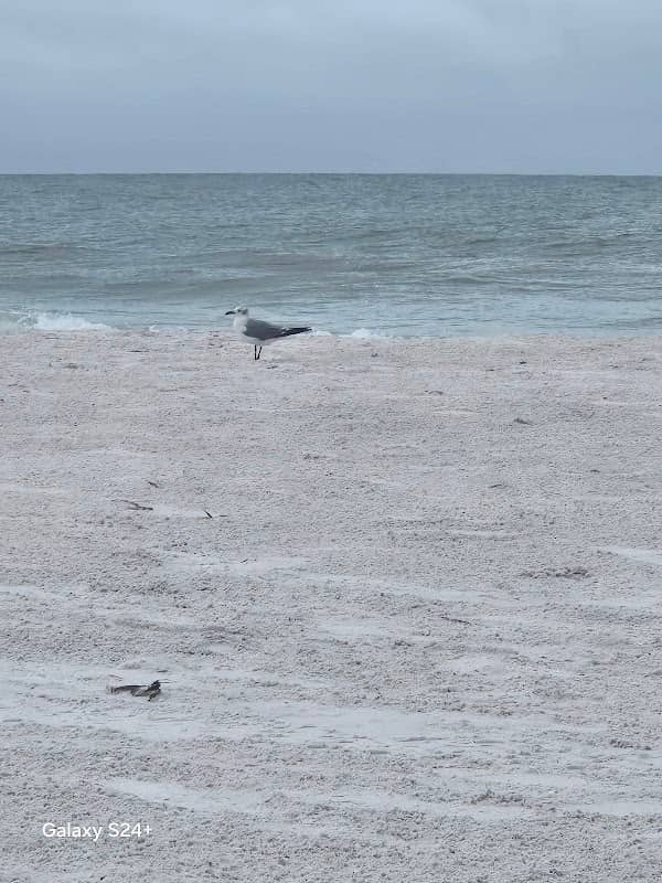 Honeymoon Island - Image 1