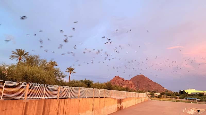 Phoenix Bat Cave - Image 1
