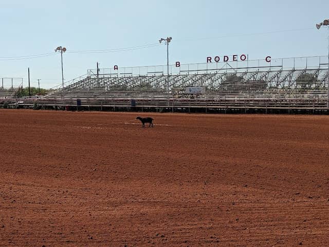 Wichita County Mounted Patrol - Image 1