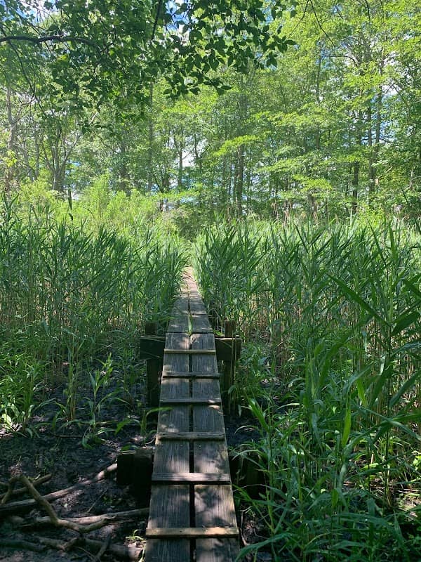 Osamequin Nature Trails and Bird Sanctuary - Image 3