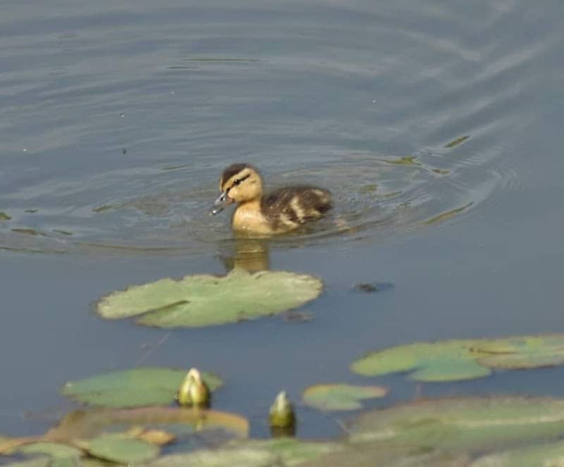 Heritage Wetlands - Image 2