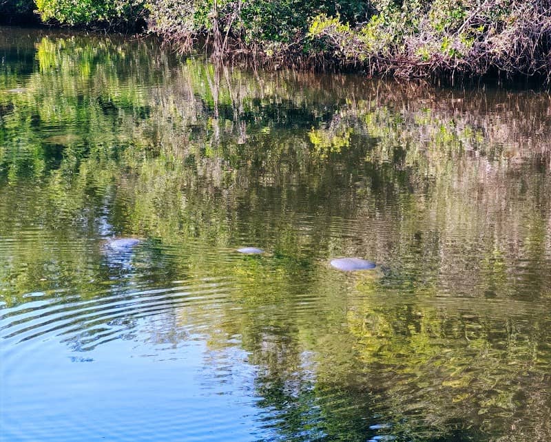 Manatee Bridge - Image 2