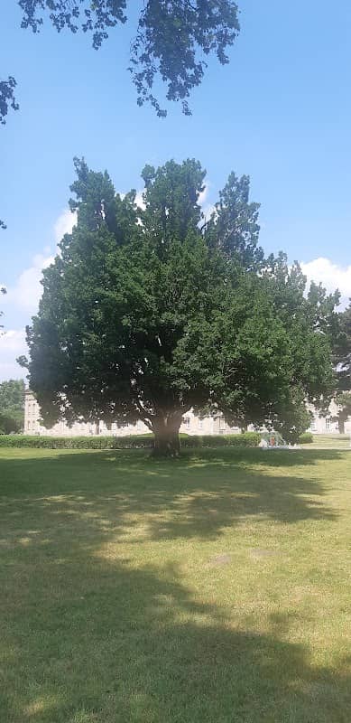Dąb szypułkowy - pomnik przyrody - Image 1