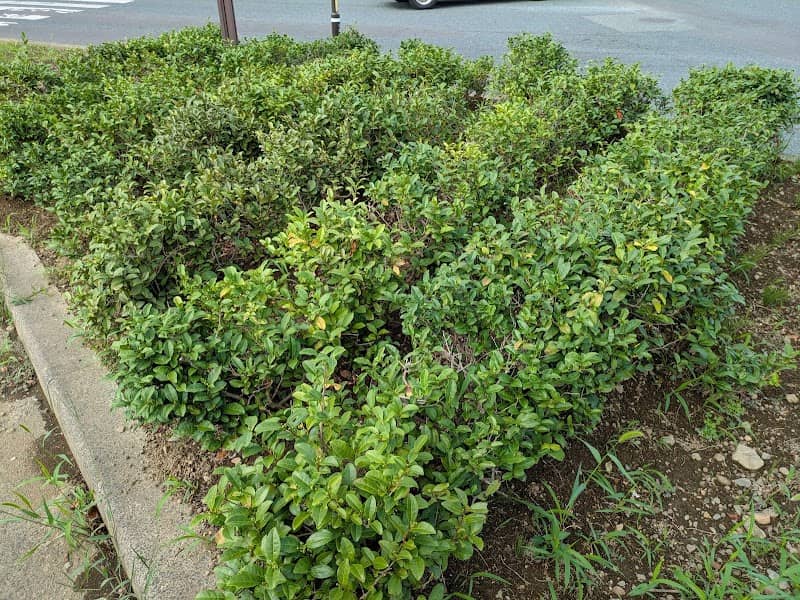 茶畑の茶の木 - Image 3
