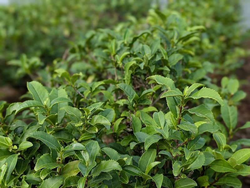 茶畑の茶の木 - Image 2