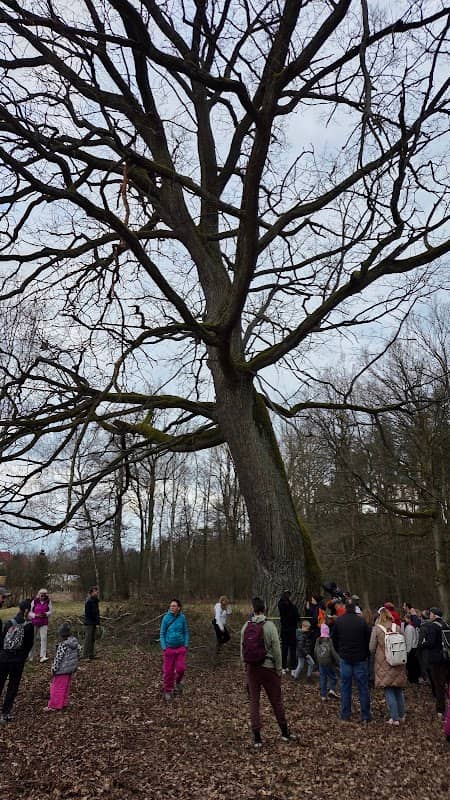 Dąb Piotrek - Image 1