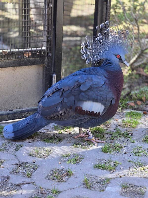 Sylvan Heights Bird Park - Image 2