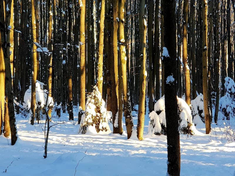 Butovskiy Les - Image 1