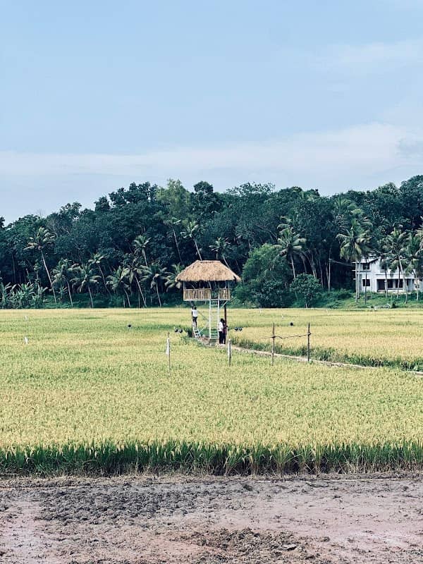 Pirappamankaad Paddy Field - Image 1