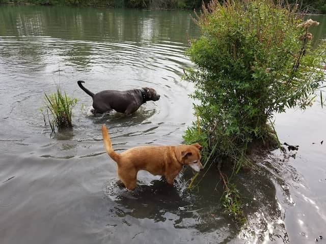 Dog Walking Island - Image 1