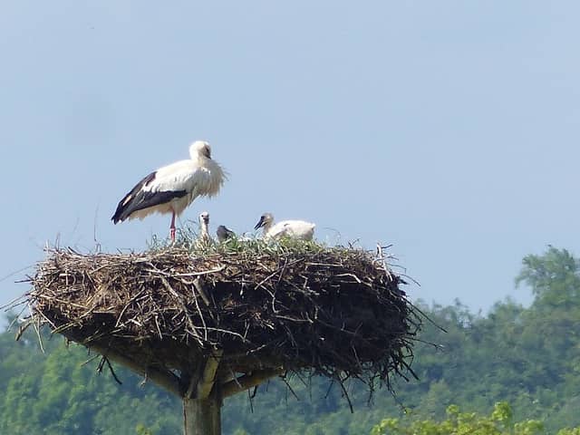 Storchennest - Image 1