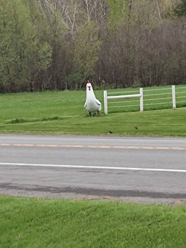 The chicken statue - Image 2