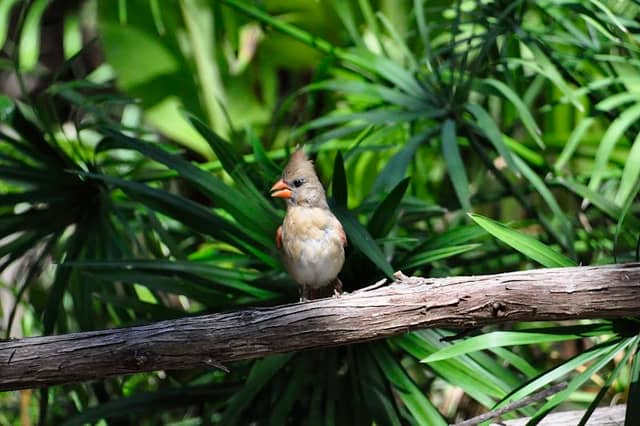 Warbler Woods Bird Sanctuary - Image 1