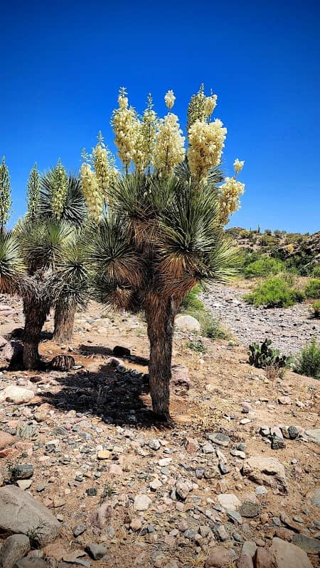 Wallace Desert Garden - Image 1