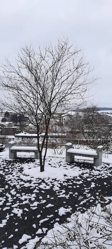 Kleiner Park mit Baum - Image 1