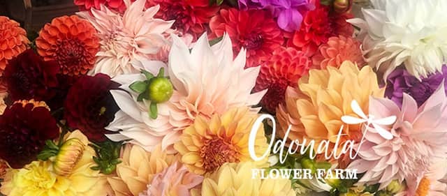 Odonata Flower Farm - Image 3