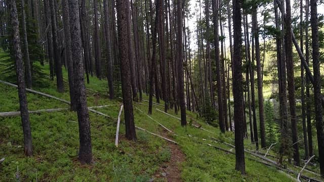 Many Pines Campground - Image 2