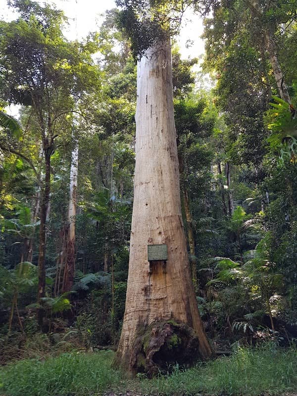 The Vincent Tree - Image 2