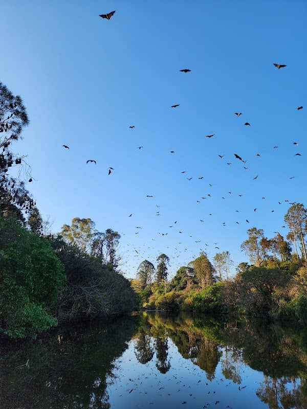 Fruit Bat Colony - Image 3