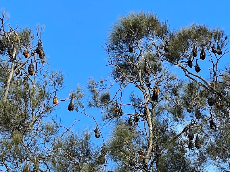 Fruit Bat Colony - Image 2