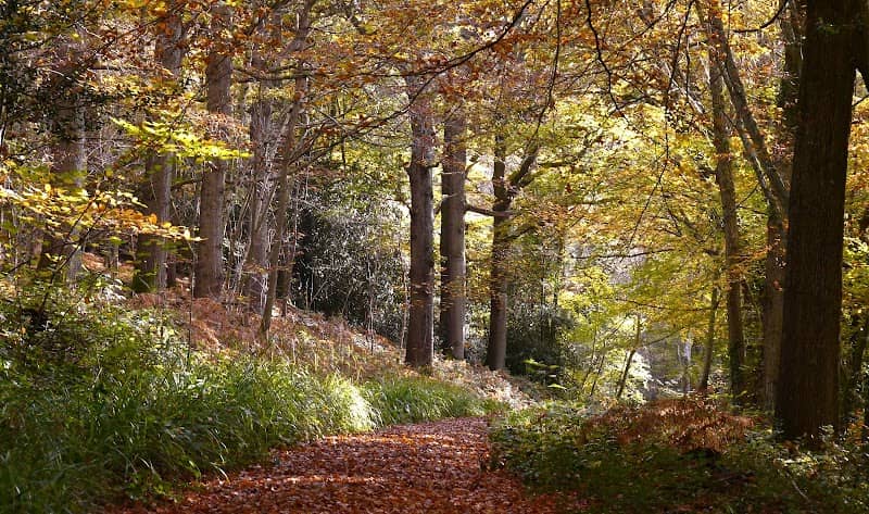 Brenchley Wood - Image 1