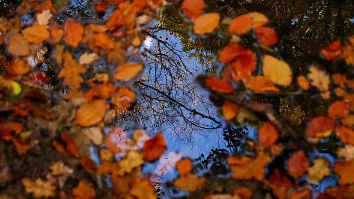 Brenchley Wood - Image 2