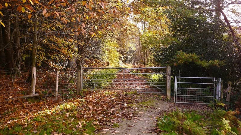 Brenchley Wood - Image 3