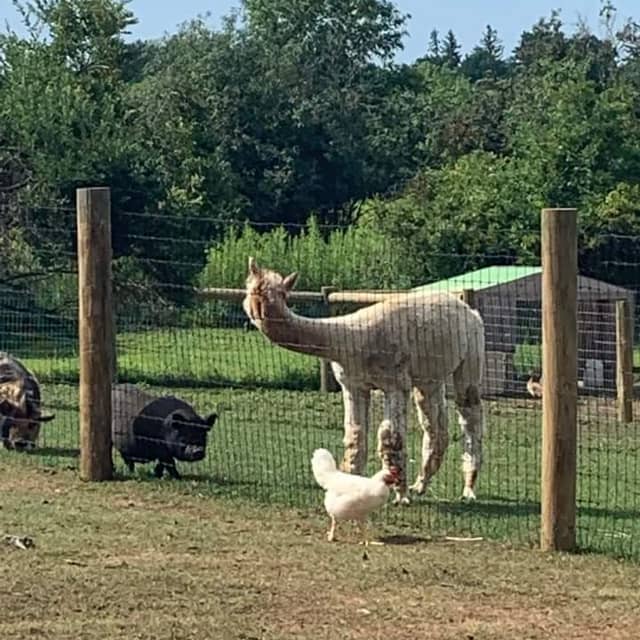 Gridley's Farm - Image 3