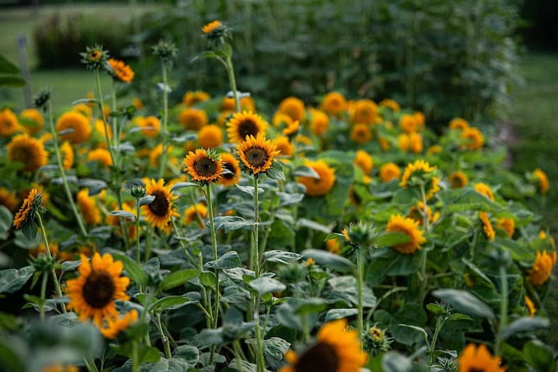 Fields Edge Flower Farm - Image 1