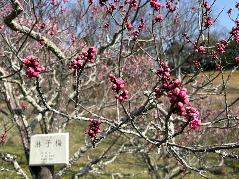 Plum Trees - Image 1