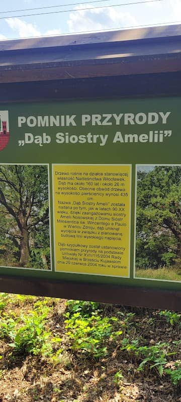 Dąb Siostry Amelii - Image 1