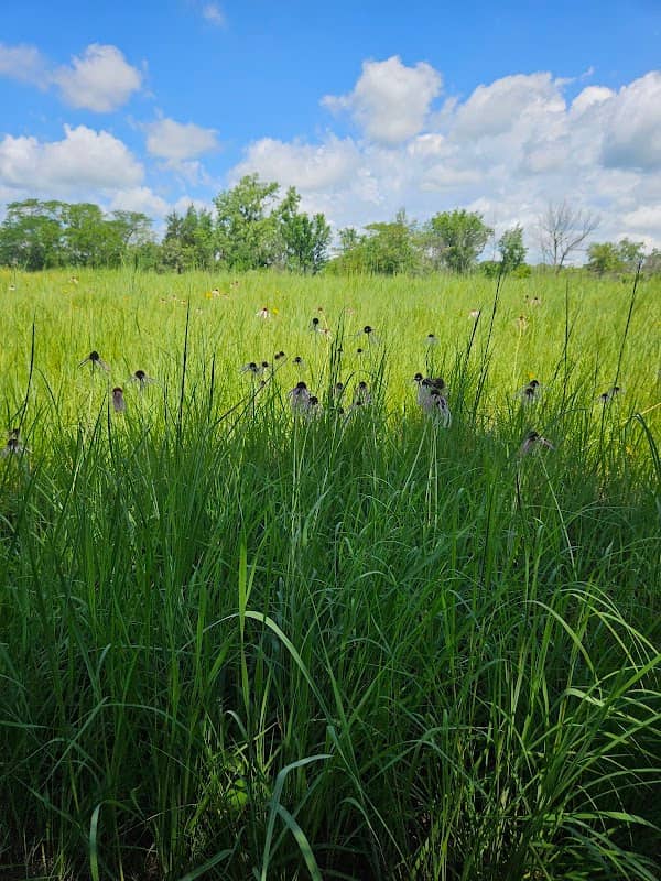 Wagner Prairie - Image 1